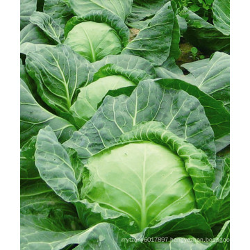 HC03 Luoshi heat resistant,round dark green F1 hybrid cabbage seeds